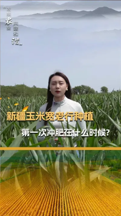 新疆玉米宽窄行种植，第一次冲肥在什么时候？#三农 #玉米种植 #玉米种植技术 #玉米种子 #抖音新农人