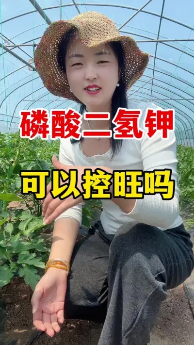 番茄旺长了，打磷酸二氢钾可以控旺吗？#番茄种植 #西红柿种植技术