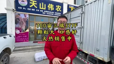 大颗粒、口感好，走货就是快#丰向标