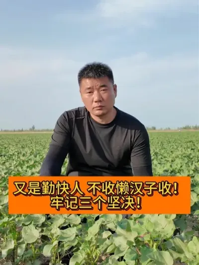 勤快人不收  懒汉子收！ #新农人计划#种植小技巧 #支持三农扶持三农发展 #三农种植 #新农人计划2025