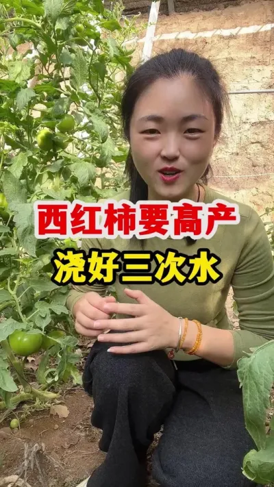 西红柿要高产浇好三次水 #西红柿种植 #西红柿种植技术