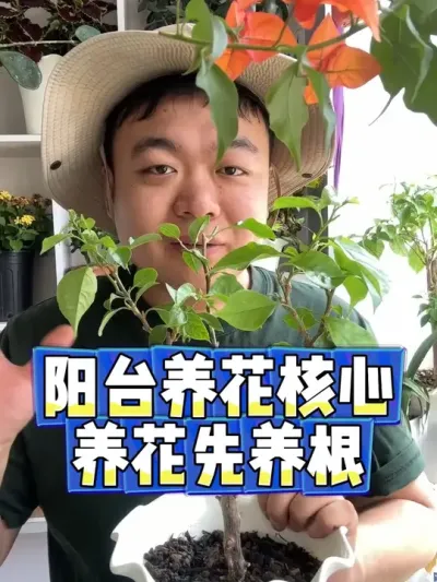 阳台养花核心，养花先养根。 #养花 #养花小知识 #花卉 #花卉绿植 #盆栽