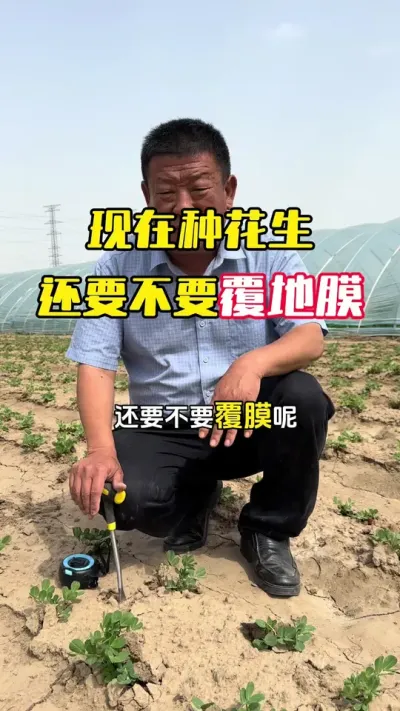 现在中华生还需不需要敷地膜？重点看哪些问题#花生高产配方 #花生种植 #花生高产 #花生高产管理 #毛国富大田高产管理