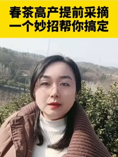 春茶高产提前采摘，一个妙招帮你搞定#茶树 #采茶 #茶树管理技术与指导 #春茶采摘