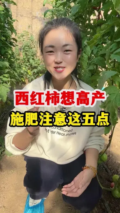 西红柿想要高产施肥管理需要注意什么呢 #西红柿种植 #西红柿种植技术