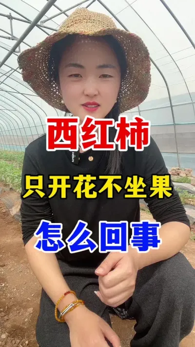 西红柿只开花不坐果怎么回事？#西红柿种植 #西红柿种植技术