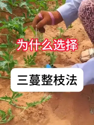 西瓜整枝技巧，西瓜三蔓整枝法 #农业种植 #抖音助农 #西瓜 #种植小技巧 #真赞农业