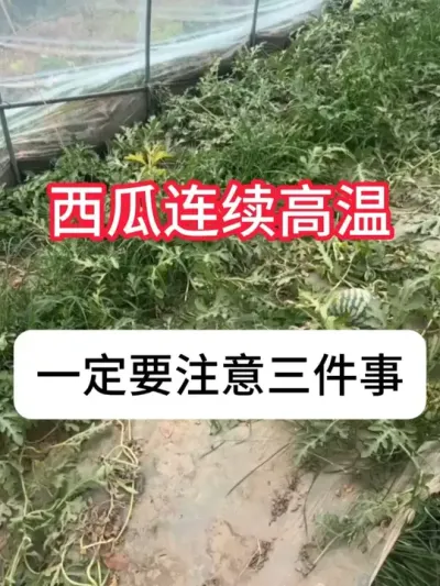 连续高温西瓜种植一定要注意这三点 #西瓜 #种植小技巧 #三农 #增产增收 #抖音助农