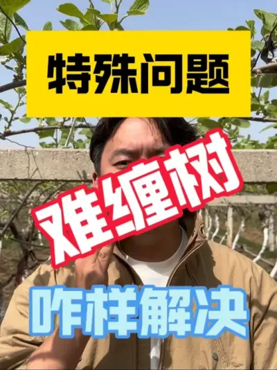 猕猴桃&ldquo;难缠树&rdquo;咋样解决？ 猕猴桃萌芽后自封顶多，芽体短小弱，叶片小，花蕾多应该咋样解决，修剪管理、叶面喷施、地下养根缺一不可，及时挽救‼️#2025新农人计划 #猕猴桃种植 #猕猴桃