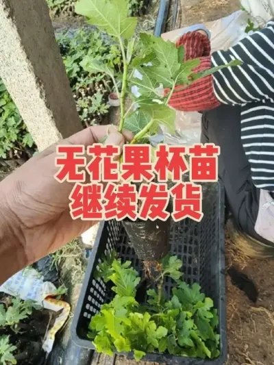成活率百分百的杯苗，木质化充实，根系发达#耿记无花果种植专业合作社 #无花果树苗