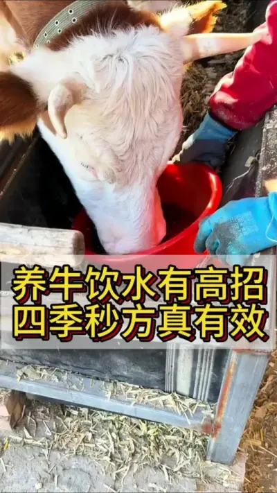 养牛饮好这几种水，一整年体质强壮免疫高#科学养牛 #养牛人 #养牛技术 #农村养牛 #养牛