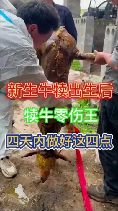 新生牛犊做好这四点，犊牛零伤#养牛 #犊牛 #繁殖母牛 #农村养牛