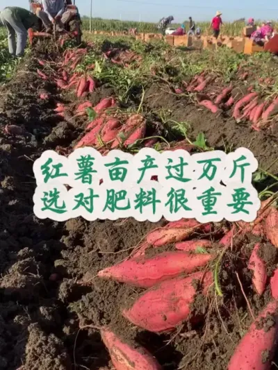 红薯亩产过万斤选对肥料很重要#红薯种植 #红薯高产 #红薯高产种植 #红薯高产种植管理方案