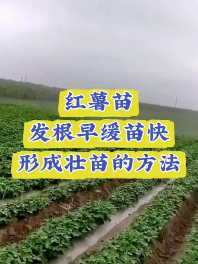 红薯苗发根早缓苗快蘸根配方#红薯高产种植  #红薯高产  #红薯种植 #红薯种植管理