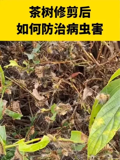 茶树修剪后如何防治病虫害#茶树种植 #茶树管理技术与指导 #茶树