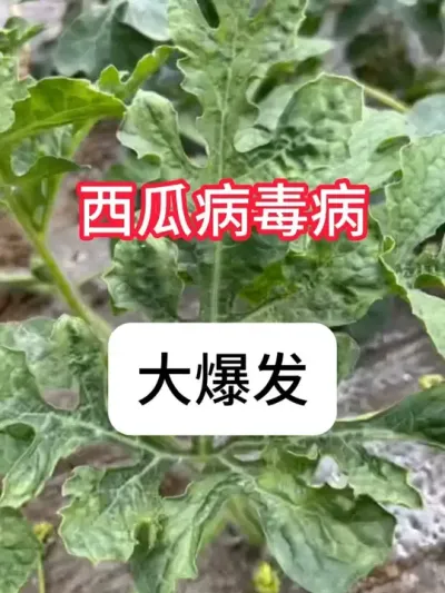 西瓜病毒病用什么药？西瓜病毒病防治方法 #病虫害防治 #西瓜 #杀菌剂 #病毒病 #抖音助农