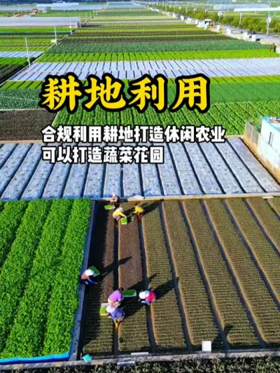 想要合理利用耕地来打造休闲农业项目，可以试试这种蔬菜花园#游云文旅 #乡村振兴 #规划设计 #农庄策划 #亲子农场