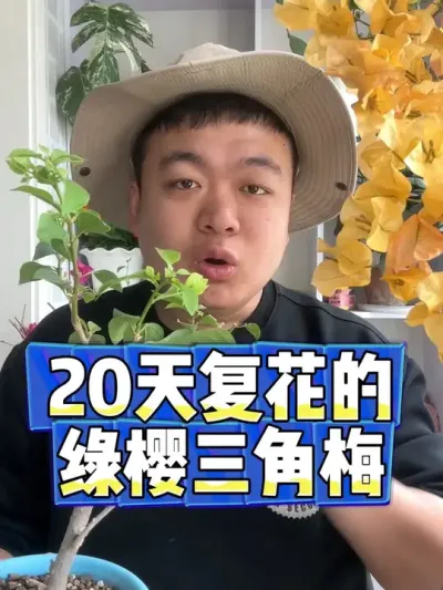 养花处处有惊喜，20天的三角梅复花了。 #养花 #养花小知识 #花卉 #花卉绿植 #盆栽