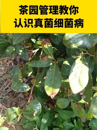 茶园管理教你认识真菌细菌病害#茶树 #茶树种植 #茶树管理技术与指导