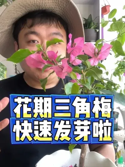 花期三角梅快速发芽啦。 #养花 #养花小知识 #花卉 #花卉绿植 #盆栽
