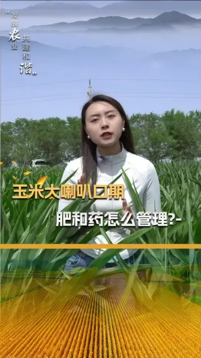玉米大喇叭口期，该如何管理呢？#玉米种植技术 #玉米种植 #玉米种子 #三农 #抖音新农人