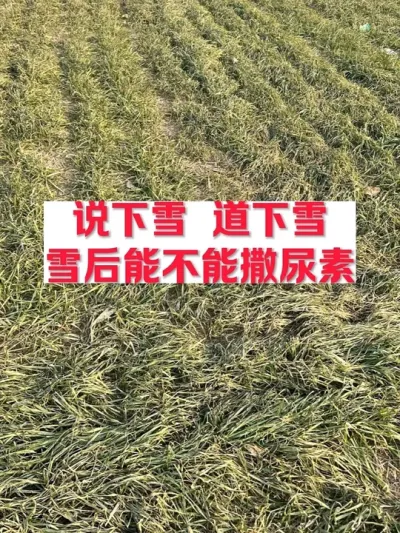 下雪撒尿素，行不行？ #支持三农扶持三农发展 #分享农业知识帮农民增产增收