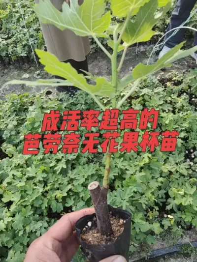 无花果杯苗炼苗到这个程度，木质化极好，自然成活率超高#耿记无花果种植专业合作社 #无花果树苗