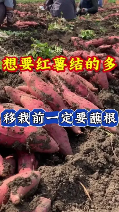 红薯想高产移栽之前要蘸根 #红薯高产  #红薯高产种植  #红薯种植技术  #红薯种植口诀