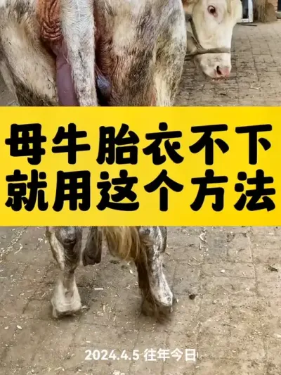 母牛产后胎衣不下，教你一个不花钱的方法#养牛 #养牛人 #养牛人 #养牛技术 #科学养牛