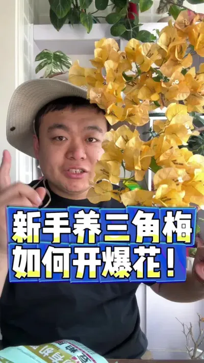 新手养三角梅，如何开爆花！ #花卉 #花卉绿植 #盆栽 #养花#养花小知识