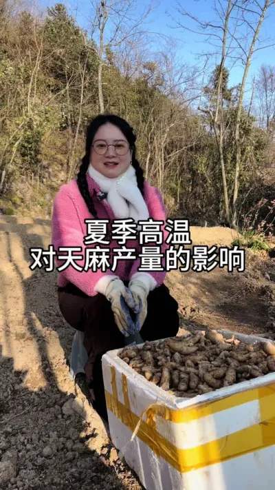 夏季高温对天麻产量的影响 #农业技术推广 #天麻种植 #技术分享 @抖音小助手