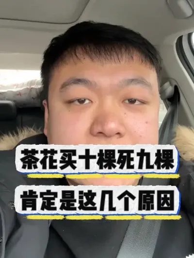 茶花为啥买十棵死就棵，一定是这几个原因。 #养花 #养花小知识 #花卉 #花卉绿植 #茶花