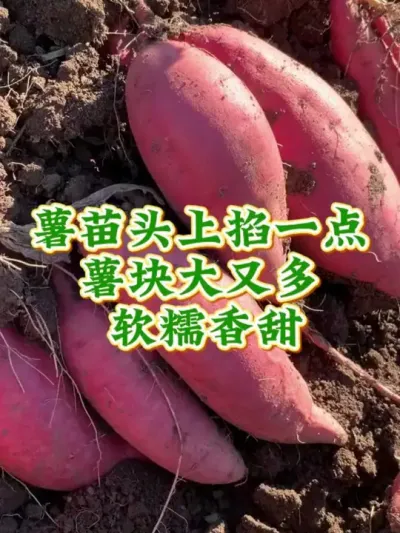 红薯掐了头产量大如牛#红薯高产种植  #红薯高产  #红薯种植 #红薯种植管理