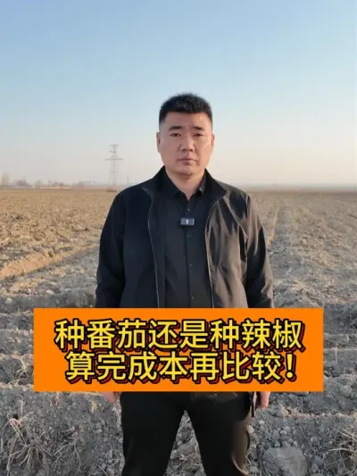 那你今年种辣椒还是蕃茄？ #新农人计划2025 #每日精选爆款 #种植小技巧 #辣椒 #支持三农扶持三农发展