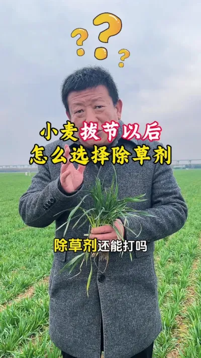 小麦拔节以后还能不能打除草剂，怎么选择安全的除草剂#小麦年后管理 #小麦除草 #小麦除草技术 #小麦拔节 #毛国富大田高产管理