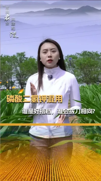 磷酸二氢钾混用，谁是好搭档，谁会拔刀相向？#玉米种植 #玉米种植技术 #三农 #玉米种子 #抖音新农人