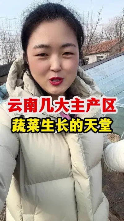 云南蔬菜主产区，蔬菜生长的天堂 一年能种好几茬#西红柿种植 #农业种植技术