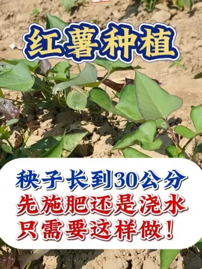 当红薯秧子长到30公分时，千万别做错这件事 #红薯种植 #红薯种植技术 #红薯高产 #红薯高产种植  #农业种植
