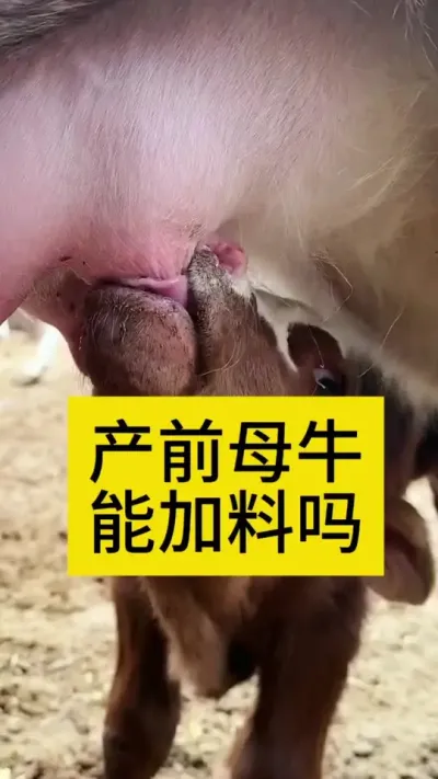 母牛产后能加料吗#养牛人 #科学养牛 #养牛 #西门塔尔繁殖母牛 #繁殖母牛