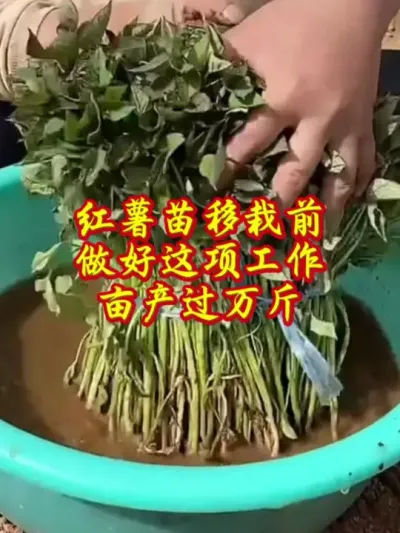 红薯苗移栽前一定要蘸根#红薯高产种植  #红薯高产  #红薯种植 #红薯种植管理