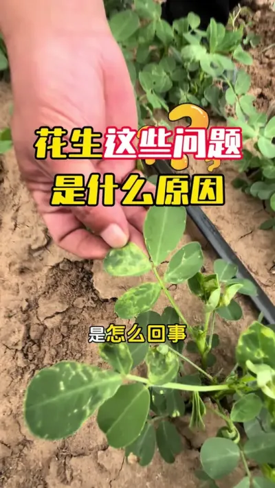 花生出现这些问题到底是什么原因造成的#花生种植 #花生管理 #花生高产 #花生高产全程模式化管理 #毛国富大田高产管理