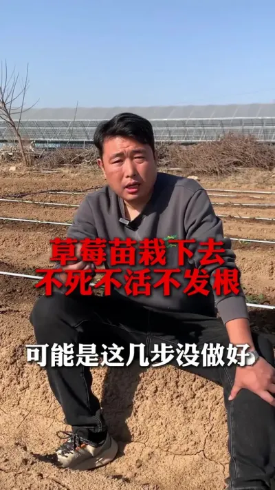 草莓苗栽下去不死不活可能是这几步没做好 #种草莓 #草莓种植 #草莓种苗 #三农种植 #草莓育苗基地