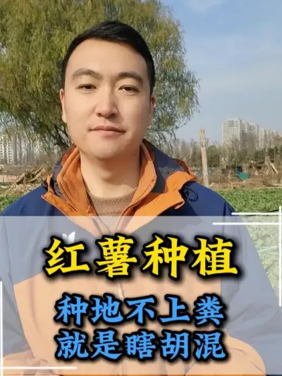 种地不上粪，就是瞎胡混 #红薯种植 #红薯种植技术 #红薯高产种植 #病虫害防治 #三农