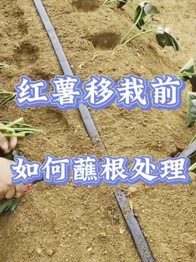 红薯移栽前如何蘸根处理#红薯高产种植  #红薯高产  #红薯种植 #红薯种植管理