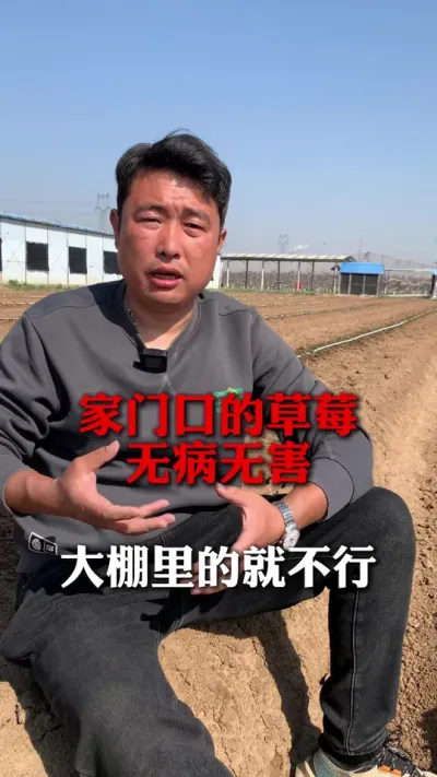 家门口的草莓无病无害，为什么大棚里的就不行 #草莓种植 #三农种植 #草莓种植管理技术和方法 #农业种植 #服务三农支持三农