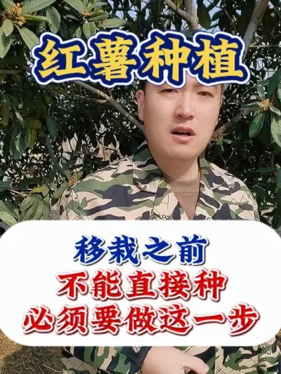 红薯苗，不能直接移栽 #红薯苗 #红薯育苗 #红薯种植 #红薯高产种植 #红薯种植技术