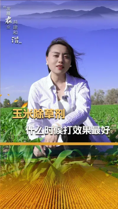 玉米苗后除草剂，什么时候打效果最好？#玉米种植 #玉米种植技术 #玉米种子 #三农 #抖音新农人