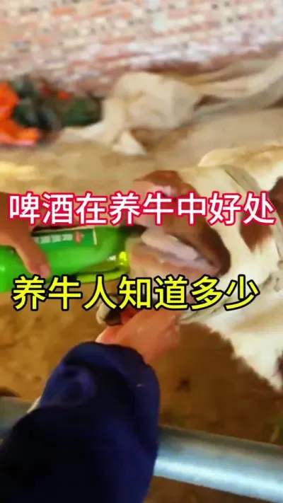 啤酒在养牛中的用法，你知道多少#养牛 #养牛技术 #养牛人 #农村养牛