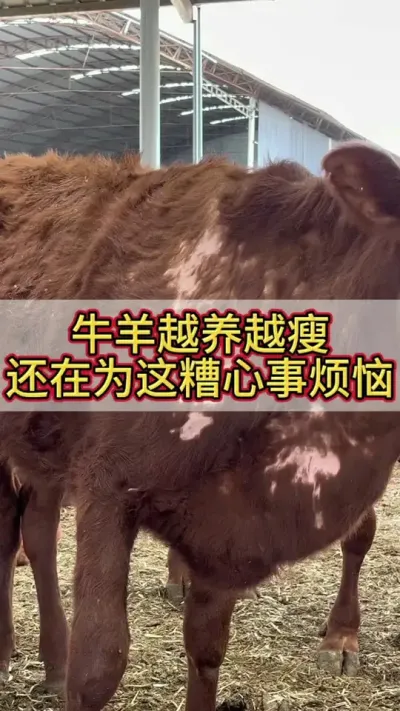 牛羊越养越瘦，你还在为这糟心事烦恼吗#科学养牛 #养牛人 #农村养牛 #养牛技术 #牛羊驱虫