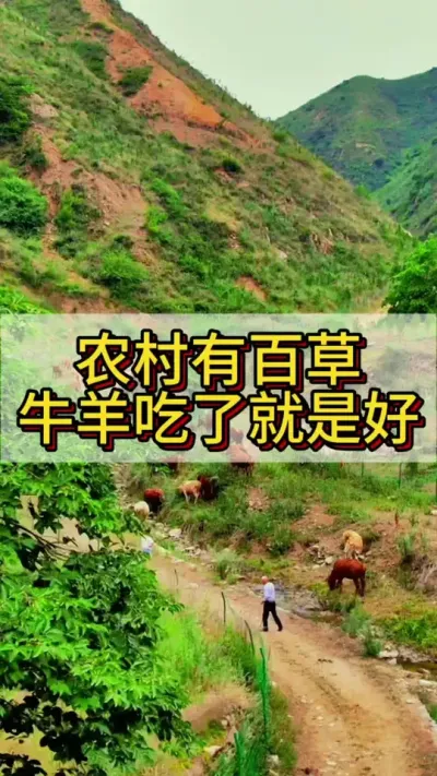 农村有百草，养殖牛羊少不了#养牛 #养牛人#农村养牛 #牛羊养殖#三农养殖 #